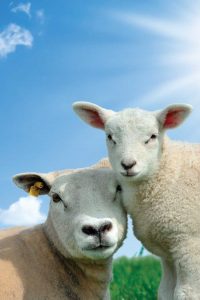 Sheep Stories: One Family’s Mischievous Flock Image